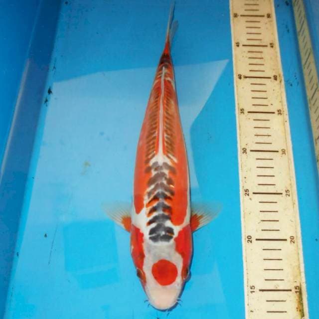 38cm F1 TANCHO HANA SHUSUI