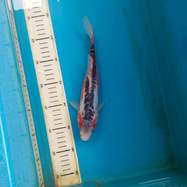 hana shusui 26cm