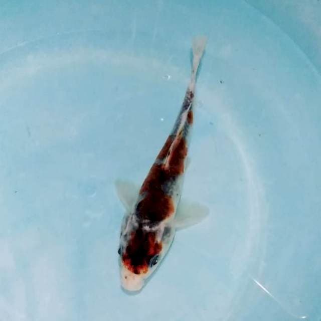 Maruthen goshiki original