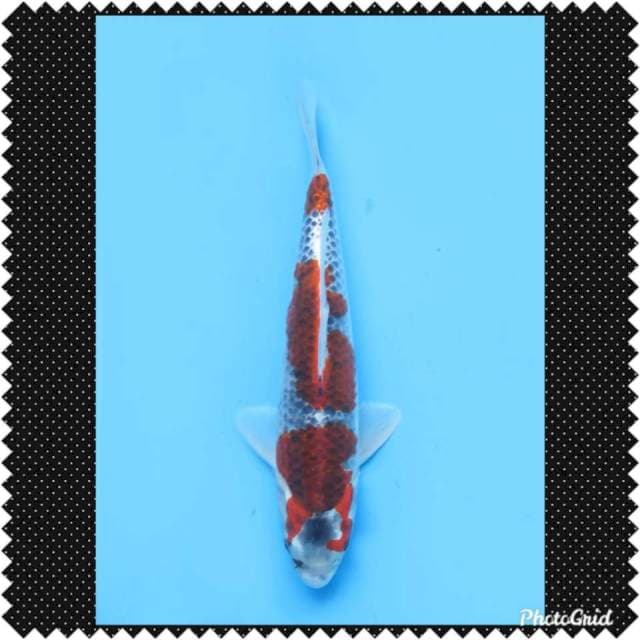 28cm , Koleksi - Beniginga Original