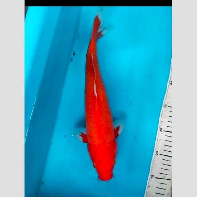 merah bingitz_mulus_no bocor