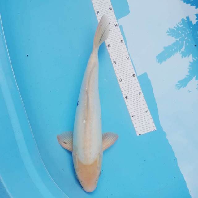 Doitsu male43 cm