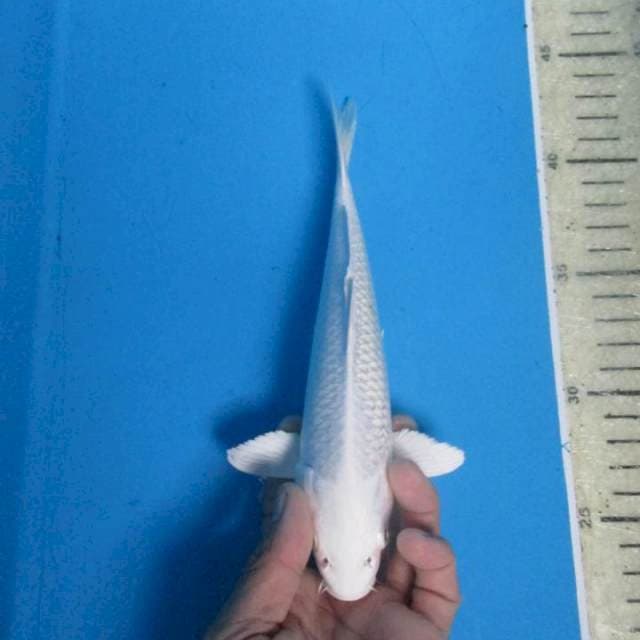 Platinum20cm