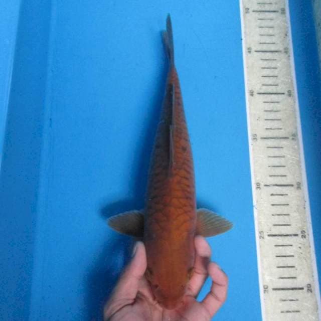 Sisikk naga27cm male