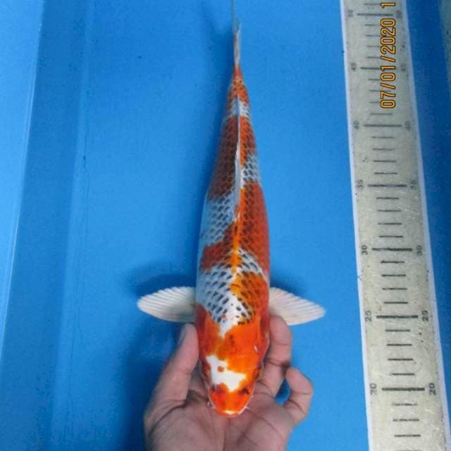 Male30cm