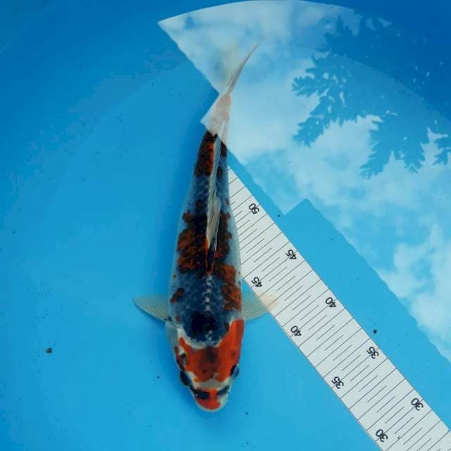 Ghosiki*30cm