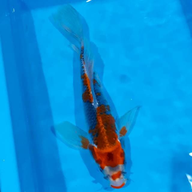Kumpay kujaku 32 cm