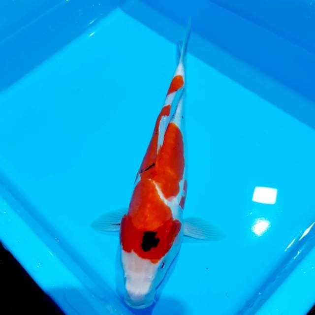 Sanke 35 cm doit