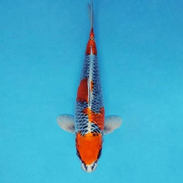 HANZO 7 - BENI GINGA ™