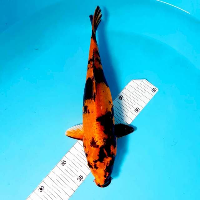 Hi utsuri 32 cm
