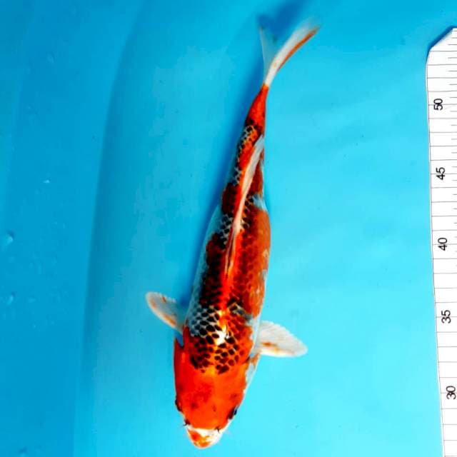 Kojaku strong 32 cm