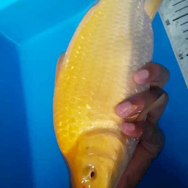 Super punuk karashi mata merah ginrin 33 cm
