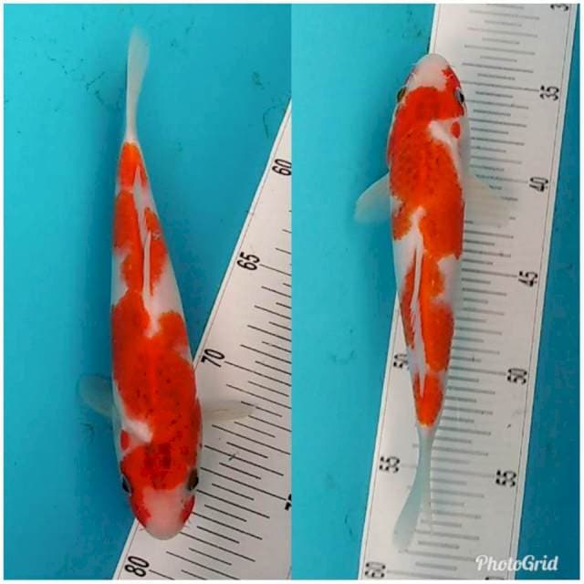 Ai goromo bagus original