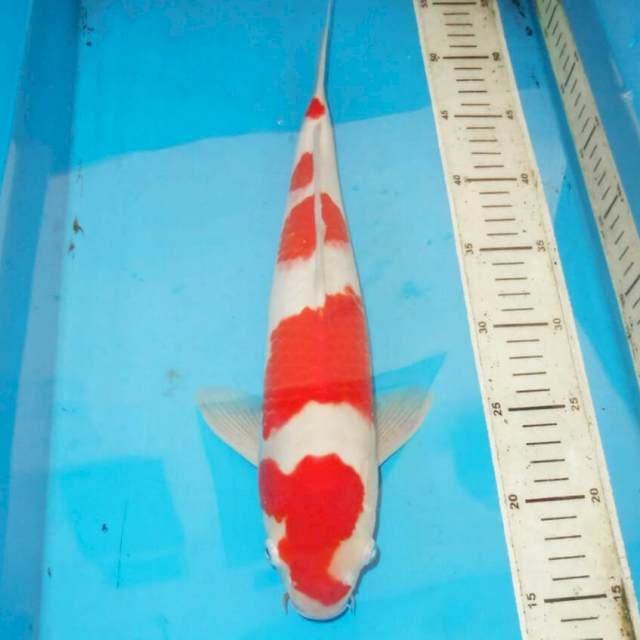 38cm F1 KOHAKU RAPI