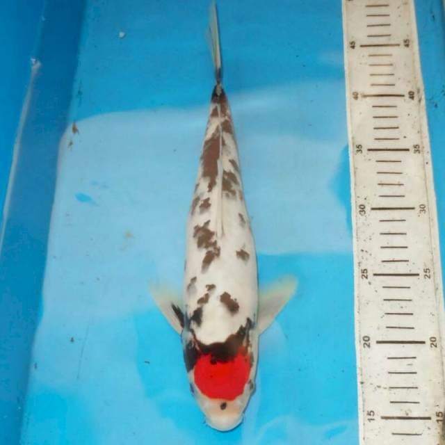 34cm F1 TANCHO SHOWA