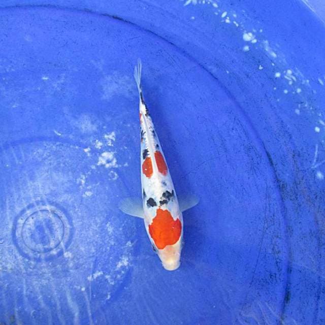 Heisey nishiki ±18cm