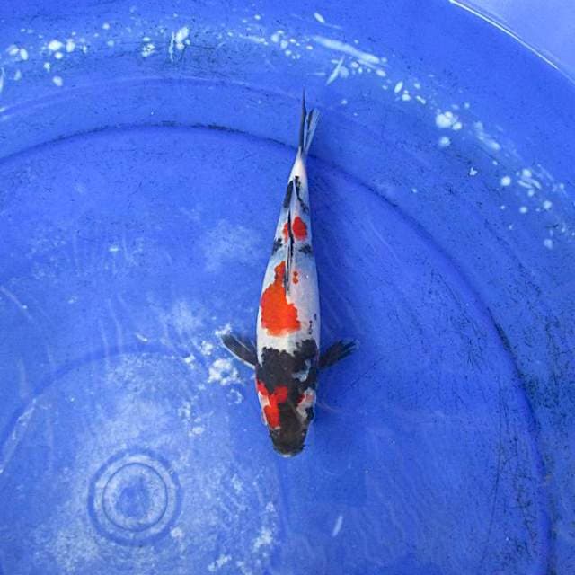 Kindai showa sansoku ±20cm
