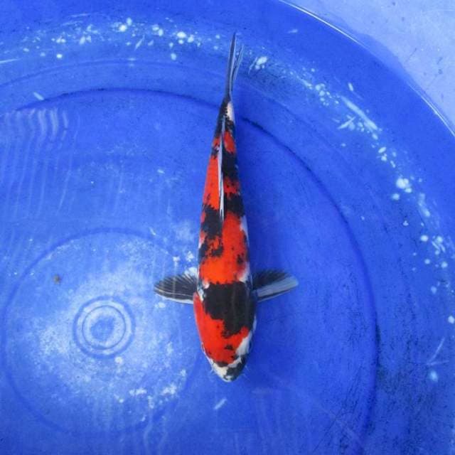 Showa sansoku ±28cm