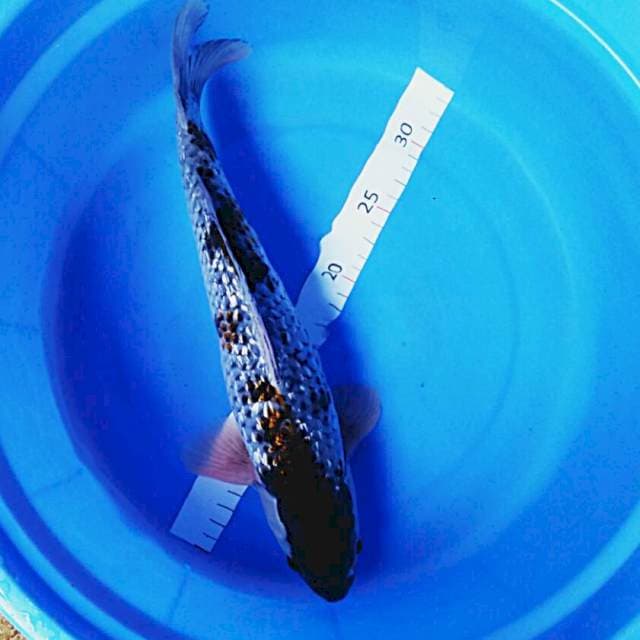 Ochiba ginrin josss 37cm male