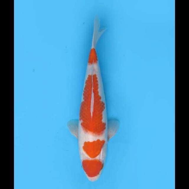 Maruten Kohaku Original - 30cm Male