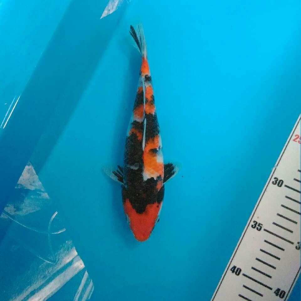 Menkaburi showa motogoro 24 cm