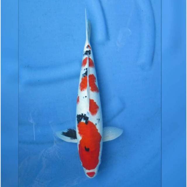 F1 Taisho Sanke Jumbo Tosai 39cm