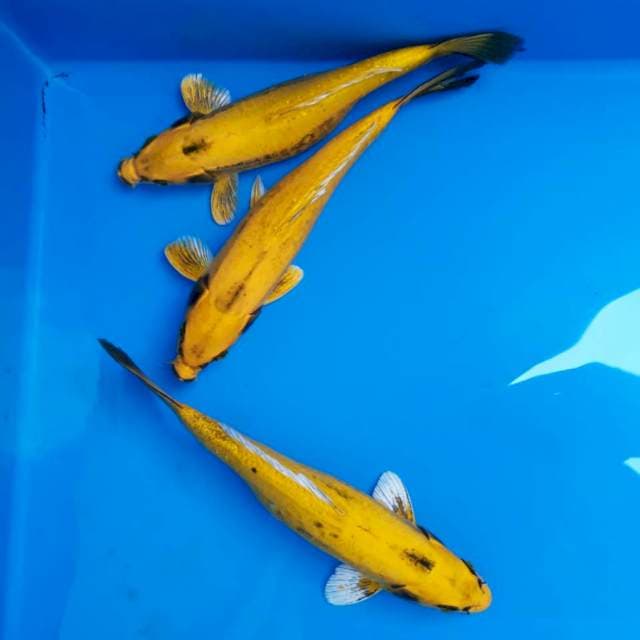 Antik banana 22-25cm