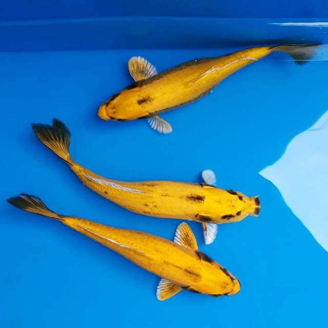 Antik banana 22-25cm