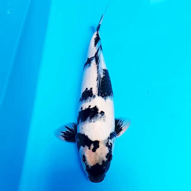Shiro 35 male...