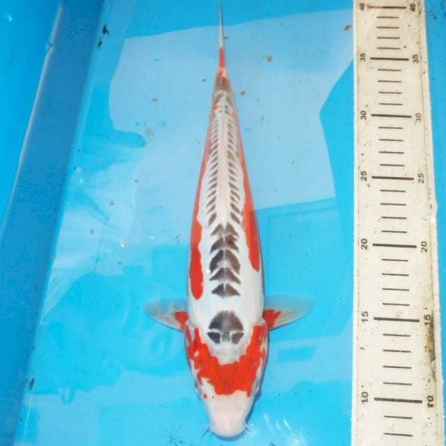 33cm HANA SHUSUI