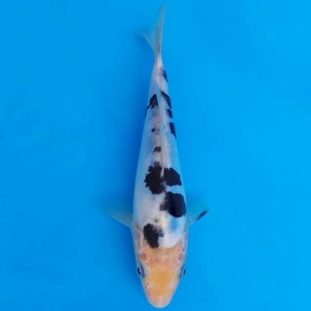 Doitsu bekko 20cm