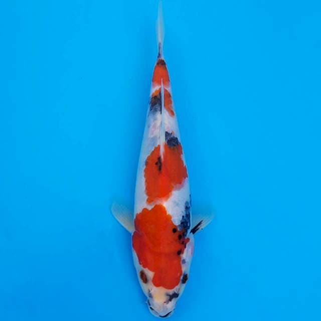 Kindai showa 23cm
