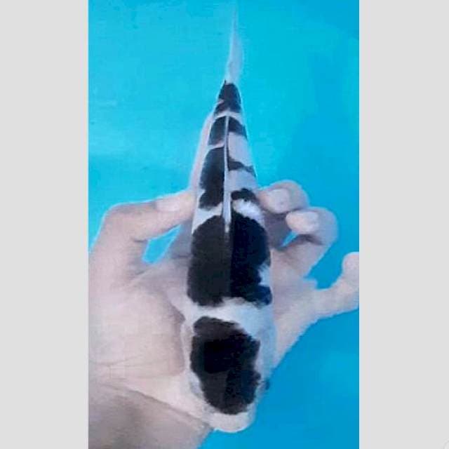 super budho 25cm 95% ori (ada kating merapikan sedikit)