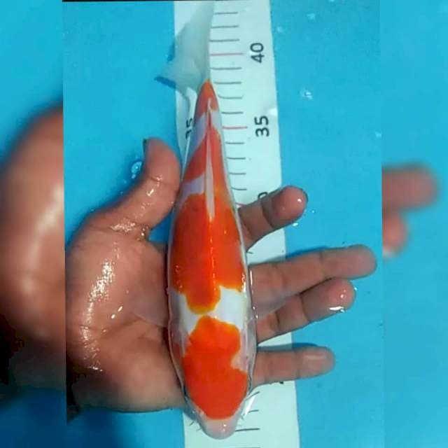 Kohaku doit 23cm