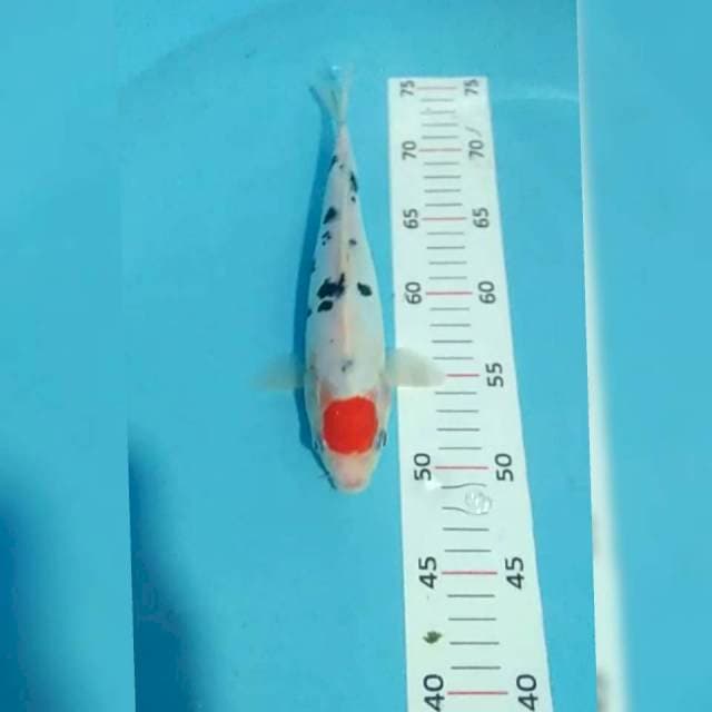 Tancho sanke 25cm