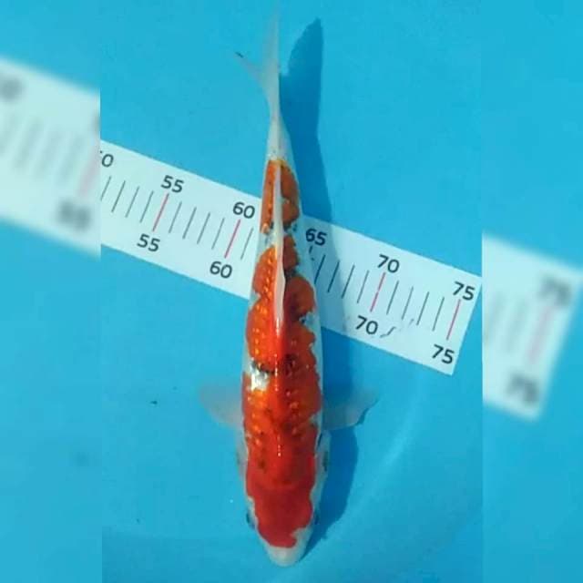 Goshiki 34cm