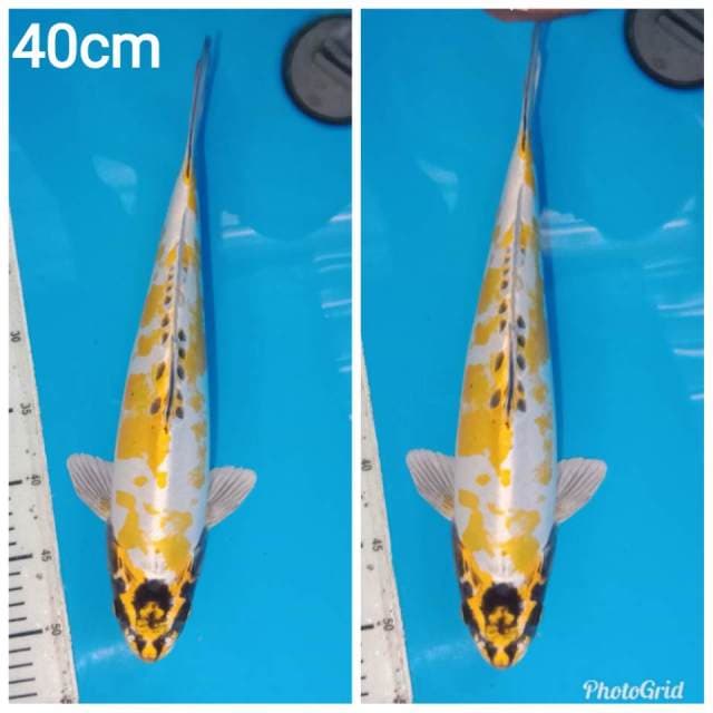 Kikoriu pola unik calon jumbo