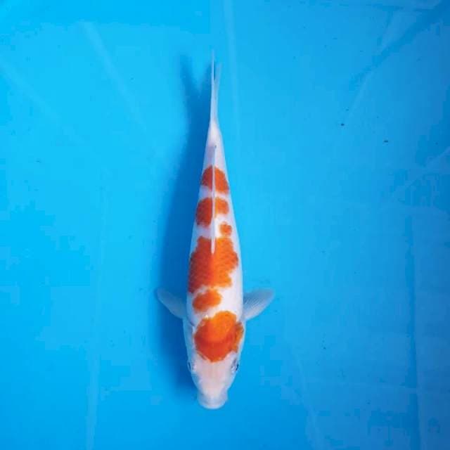 Kohaku ori 25 cm
