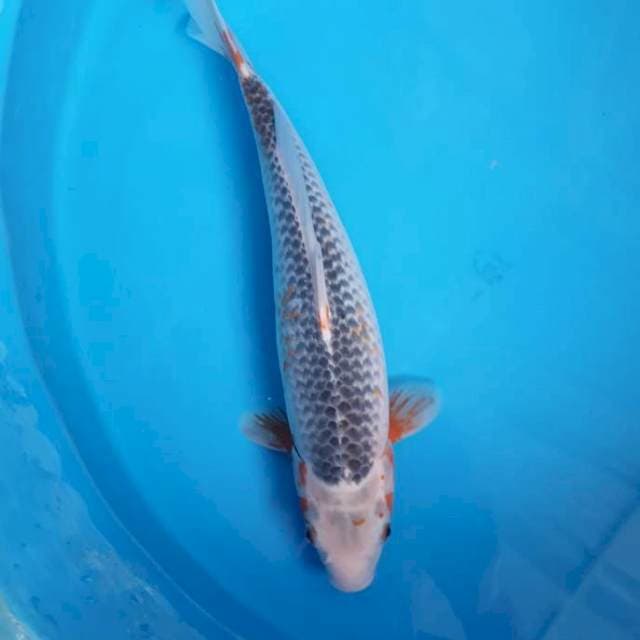 Asagi 35 cm
