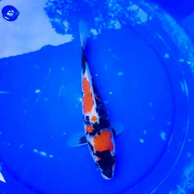 Showa Shansoku 23cm