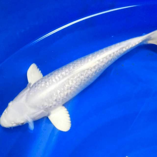 Platinum 35 cm