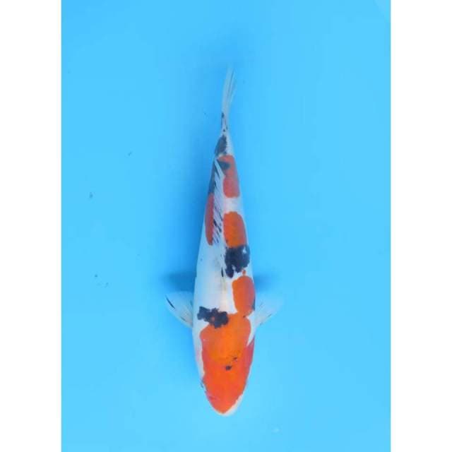 Sanke Doitsu Murni Original - 24cm Male