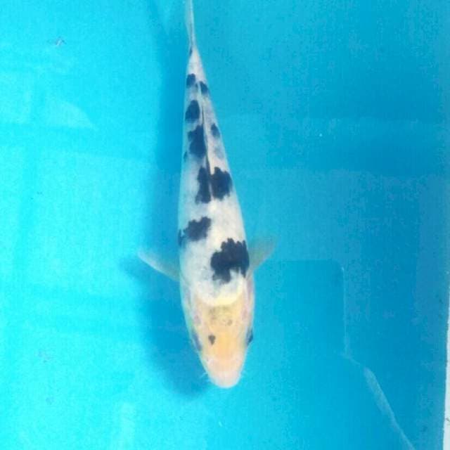 Mini Bekko, 15 cm