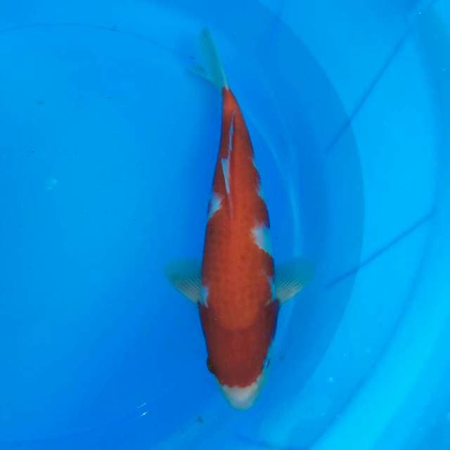 Kohaku merah maroon 25 cm