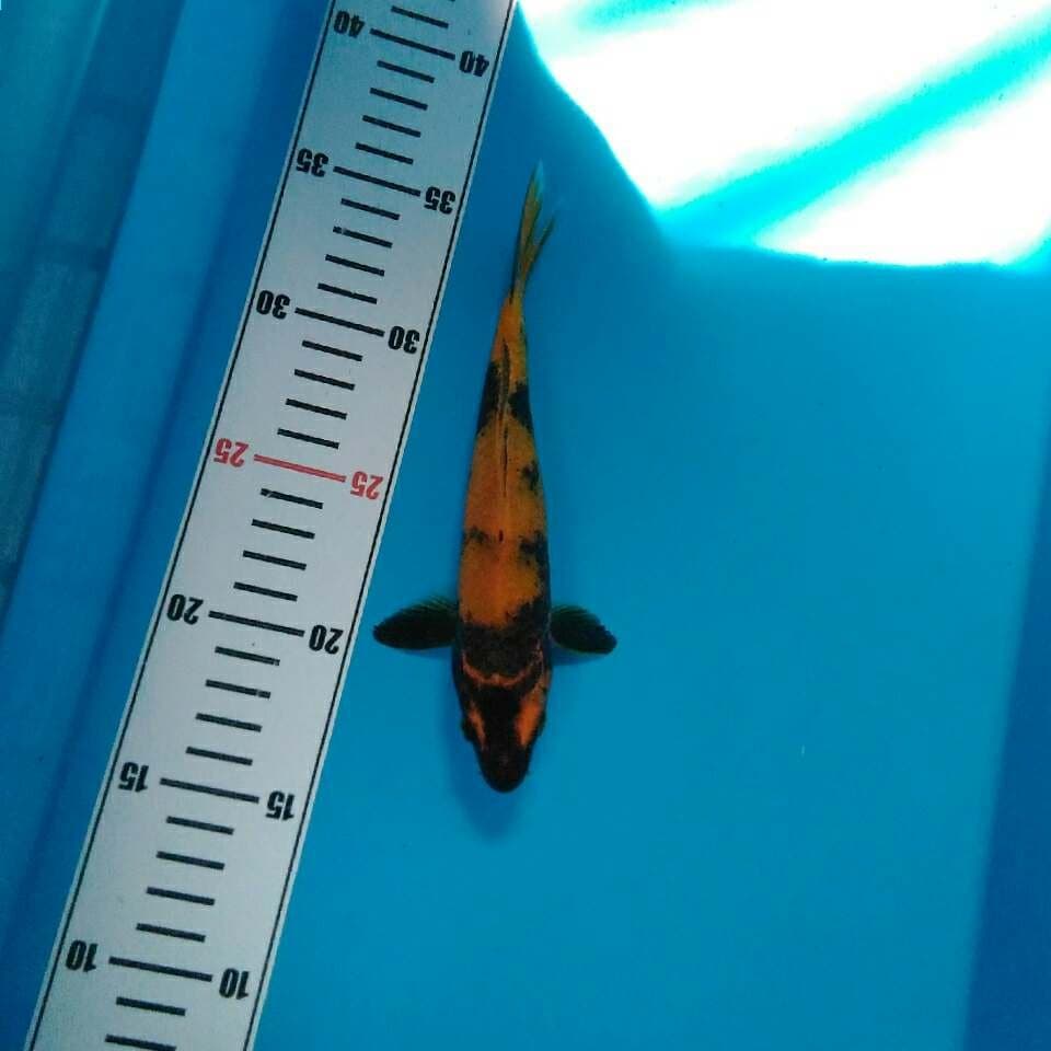 Hiu 20 cm