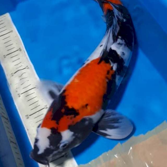 SHOWA JUMBO 49 CM