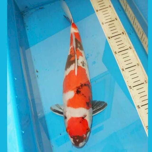 41cm F1 KINDAI SHOWA