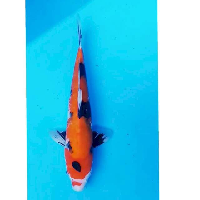 HiSHOWA 35 CM