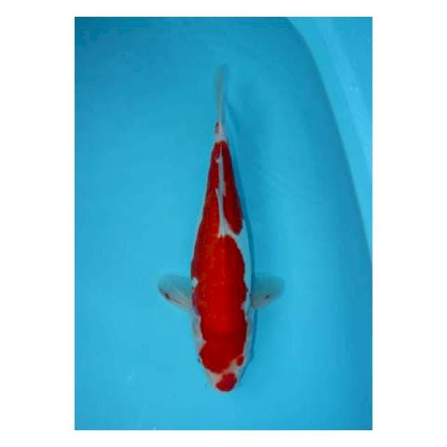 KOHAKU DOITSU 38 CM