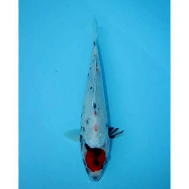 TANCHO SHOWA 24 CM